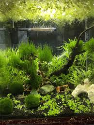 Attēlu rezultāti vaicājumam “Leptodictyum riparium”