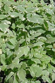 Attēlu rezultāti vaicājumam “Aegopodium podagraria”