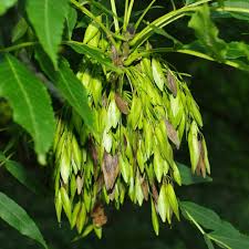 Attēlu rezultāti vaicājumam “Fraxinus excelsior”