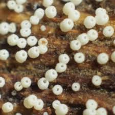 Attēlu rezultāti vaicājumam “Henningsomyces candidus”