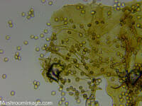 Attēlu rezultāti vaicājumam “Reticularia jurana”