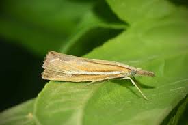 Attēlu rezultāti vaicājumam “Agriphila selasella”