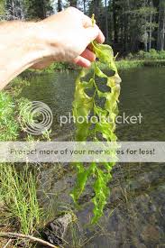 Attēlu rezultāti vaicājumam “Potamogeton praelongus”