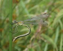 Attēlu rezultāti vaicājumam “Lestes dryas female”