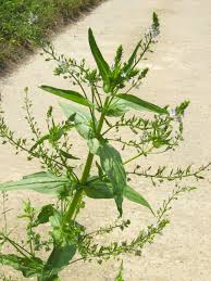 Attēlu rezultāti vaicājumam “Veronica anagallis-aquatica”