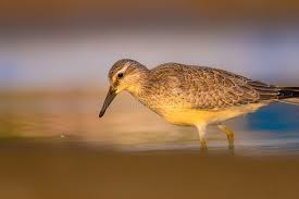 Attēlu rezultāti vaicājumam “Calidris canutus”