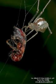 Attēlu rezultāti vaicājumam “Theridiidae”