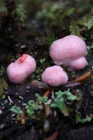 Attēlu rezultāti vaicājumam “Lycogala epidendrum s.str.”