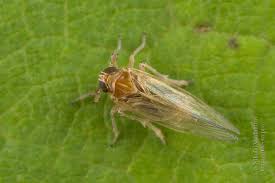 Attēlu rezultāti vaicājumam “Delphacidae”