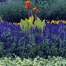 Image result for Helichrysum lindleyii