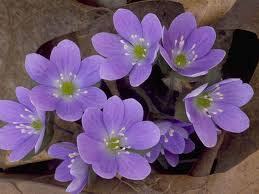 Attēlu rezultāti vaicājumam “Hepatica nobilis”