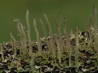 Attēlu rezultāti vaicājumam “Cladonia cornuta”