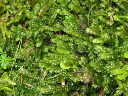 Attēlu rezultāti vaicājumam “Plagiochila asplenioides”