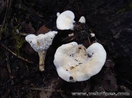 Attēlu rezultāti vaicājumam “Sistotrema confluens”