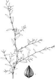 Attēlu rezultāti vaicājumam “Polygonum aviculare flower”