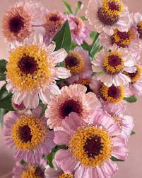 Image result for Alonsoa liniflora