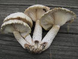 Attēlu rezultāti vaicājumam “Lentinus lepideus”