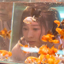 Image result for 金魚