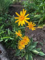 Attēlu rezultāti vaicājumam “Arnica montana”