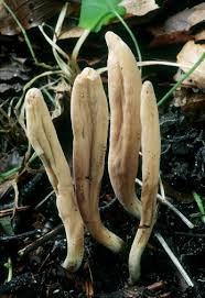 Attēlu rezultāti vaicājumam “Lentaria epichnoa”