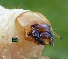 Attēlu rezultāti vaicājumam “Ceruchus chrysomelinus larva”