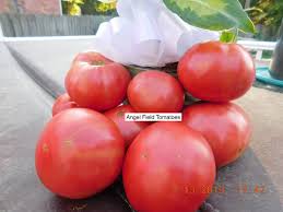 Afbeeldingsresultaat voor Pink Brandywine tomato
