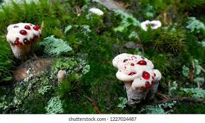 Attēlu rezultāti vaicājumam “Hydnellum sp.”