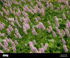 Attēlu rezultāti vaicājumam “Polygonaceae”