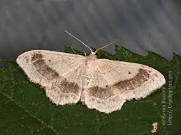 Attēlu rezultāti vaicājumam “Idaea aversata”
