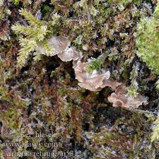 Attēlu rezultāti vaicājumam “Arrhenia retiruga”