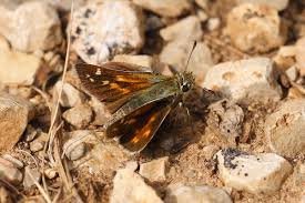 Attēlu rezultāti vaicājumam “Hesperia comma”