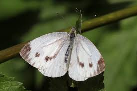 Attēlu rezultāti vaicājumam “Pieris napi female”