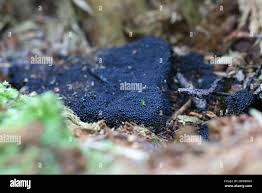 Attēlu rezultāti vaicājumam “Ruzenia spermoides”