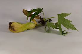 Attēlu rezultāti vaicājumam “Acer saccharinum fruit”