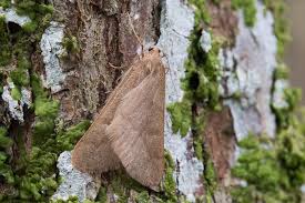 Attēlu rezultāti vaicājumam “Epirranthis diversata imago”