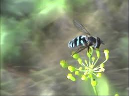 Attēlu rezultāti vaicājumam “Didea alneti”