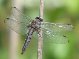 Attēlu rezultāti vaicājumam “Libellula fulva male”