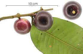 Attēlu rezultāti vaicājumam “Chrysosplenium alternifolium fruit”