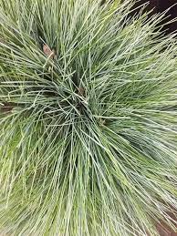 Attēlu rezultāti vaicājumam “Corynephorus canescens fruit”