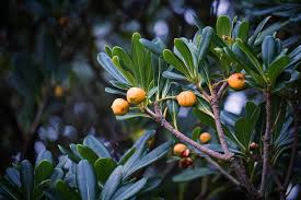 Attēlu rezultāti vaicājumam “Lonicera tatarica fruit”