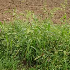 Attēlu rezultāti vaicājumam “Echinochloa crus-galli fruit”