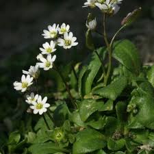 Attēlu rezultāti vaicājumam “Erophila verna leaf”