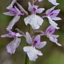 Attēlu rezultāti vaicājumam “Orchis mascula leaf”