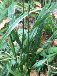 Attēlu rezultāti vaicājumam “Hordelymus europaeus leaf”