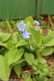 Image result for Omphalodes verna