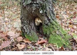 Attēlu rezultāti vaicājumam “Antrodia albida”