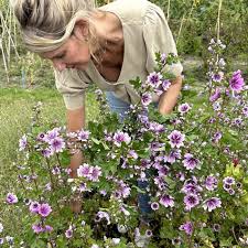 Image result for Malva sylvestris