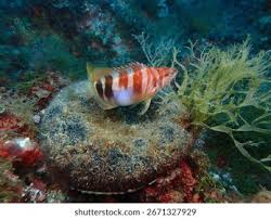 Image result for Serranus scriba