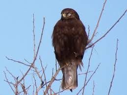 Attēlu rezultāti vaicājumam “Buteo lagopus adult”