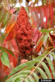 Attēlu rezultāti vaicājumam “Sorbaria sorbifolia fruit”